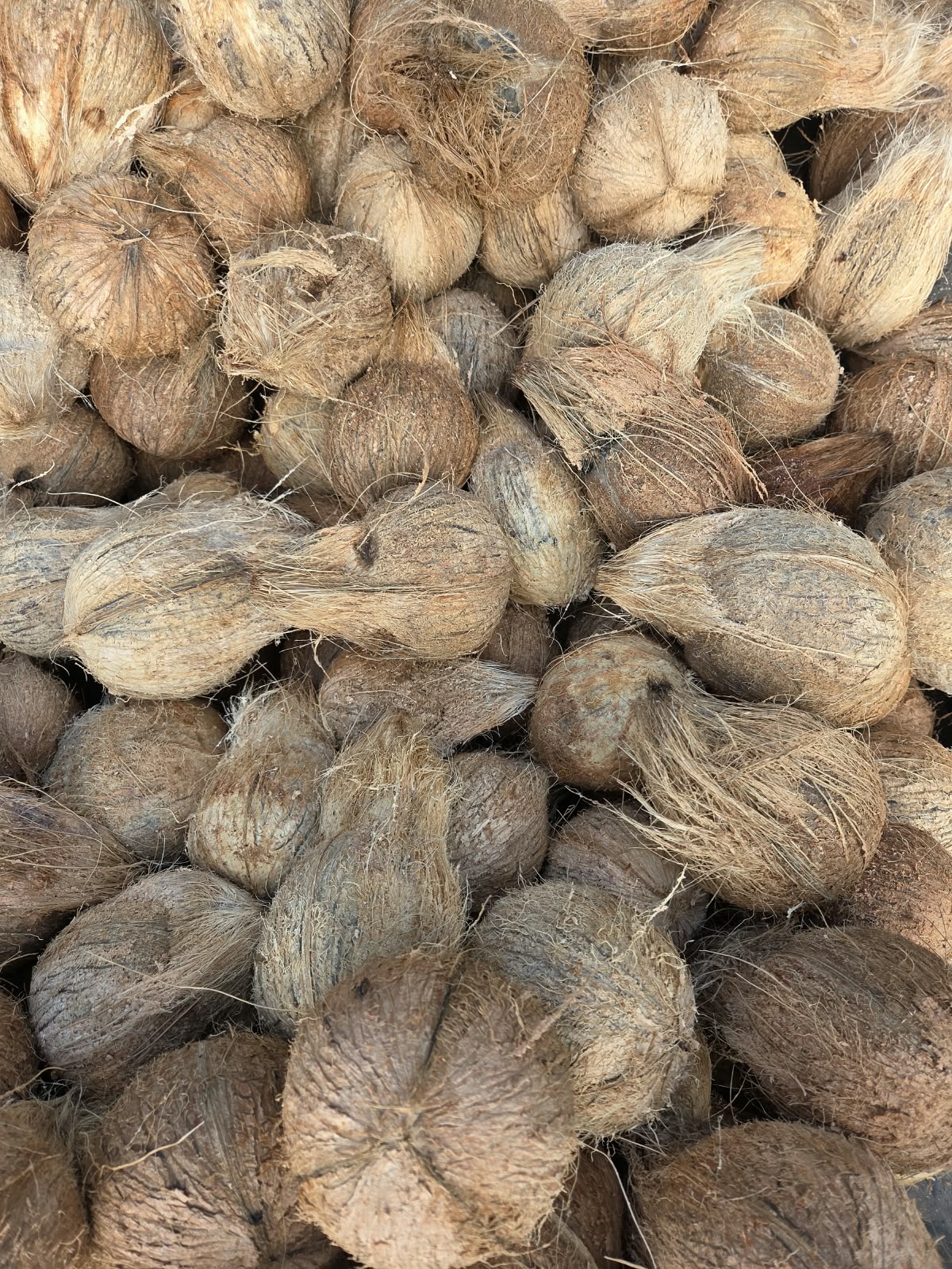 Bulk coconut supply